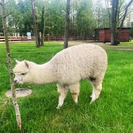 Baltic Park - Wypoczynkowy W Harmonii Z Natura - Parter Z Tarasem Piekny Widok Na Park - Basen- Atrakcje Dla Dzieci Mini Zoo I Alpakami 4*