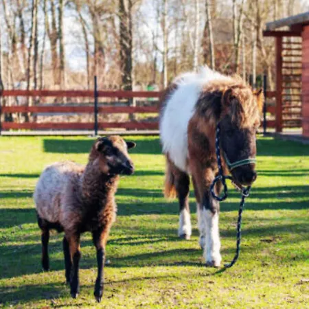 Baltic Park - Wypoczynkowy W Harmonii Z Natura - Parter Z Tarasem Piekny Widok Na Park - Basen- Atrakcje Dla Dzieci Mini Zoo I Alpakami Niechorze