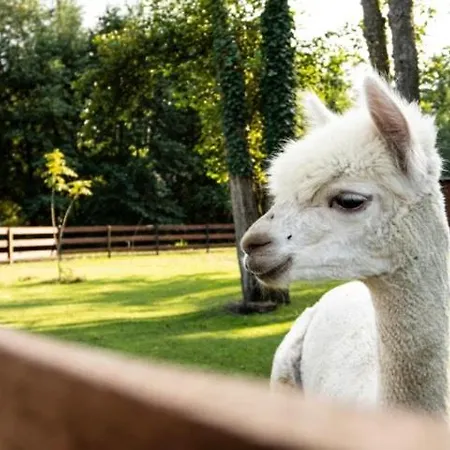 Baltic Park - Wypoczynkowy W Harmonii Z Natura - Parter Z Tarasem Piekny Widok Na Park - Basen- Atrakcje Dla Dzieci Mini Zoo I Alpakami 4* Niechorze