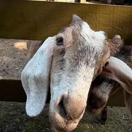 Baltic Park - Wypoczynkowy W Harmonii Z Natura - Parter Z Tarasem Piekny Widok Na Park - Basen- Atrakcje Dla Dzieci Mini Zoo I Alpakami Niechorze